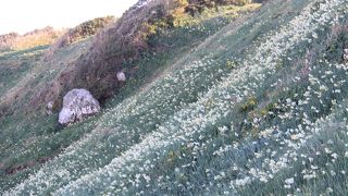 スイセンの花、アロエの花