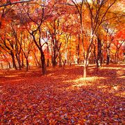 埼玉のオススメ紅葉スポット