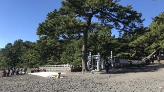 松林と砂浜の間