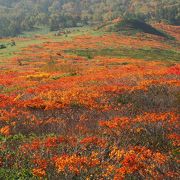 岩手一早い紅葉