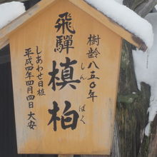 入口傍にはこんな銘木も！