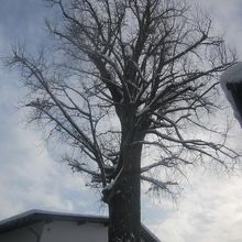 大銀杏の様子