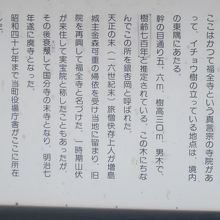 大銀杏の解説はこちらで。