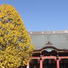 見事に黄葉したイチョウの巨木が出迎えてくれます。