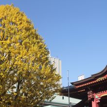 美しい樹形の「イチョウ」でした～