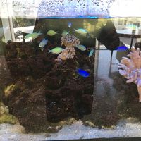 フロントの熱帯魚