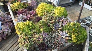 なんとチェルシーガーデンがクローズしてしまったそうです・・・