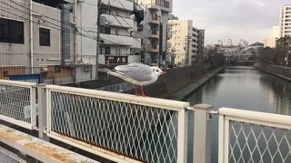 旧東海道保土ヶ谷宿に流れる川！