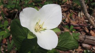 春採湖の散策の途上で