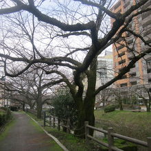 桜の季節はきっと美しいでしょうねぇ～。