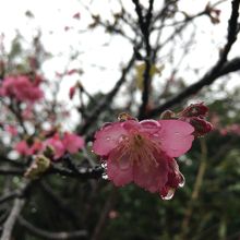 咲き始めたばかりの桜。小規模ですが桜並木も。