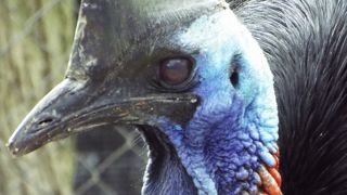 鳥好きにはいいです