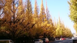 何時来ても美人な銀杏並木