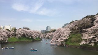 都内屈指の桜景色