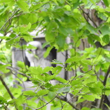 巣箱から顔を出したフクロウの雛