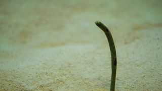 たっぷり時間をかけて見たい水族館