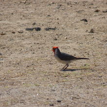 こんなところにも野鳥が・・・