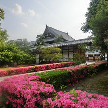アプローチのサツキが満開でした。後方の建物は相国寺の法堂です