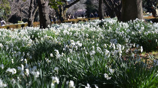 新宿御苑の年間パスポートについて