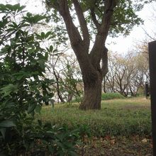 東横線菊名駅近くの緑豊かな公園