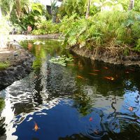 エントランス近くの池には錦鯉がいるので、和風な感じです