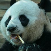 パンダ舎の温度は15度で快適。でも餌の竹は割り箸みたいだけど、パンダは食べやすい？