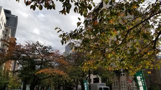 緑濃い落ち着いた遊歩道