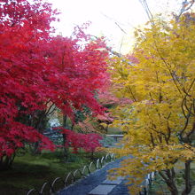 壇林寺紅葉