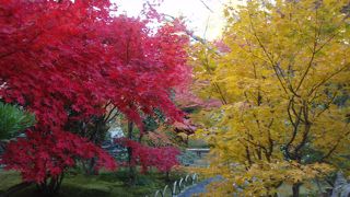 壇林寺の紅葉