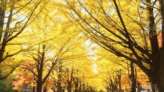 札幌で手軽に素晴らしい紅葉を見るなら、ここが一番かも