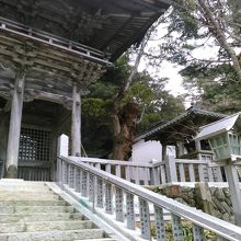 一つ目の門をくぐった右側にタブの木があります。