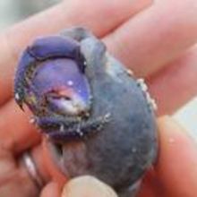 紫色のヤドカリ