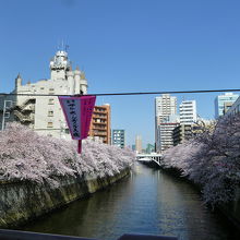 桜の時期に下流の目黒太鼓橋から目黒新橋を眺める