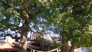 生命力を感じる立派な御神木