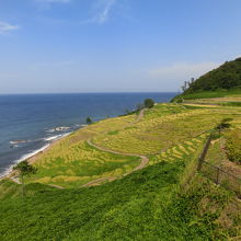 稲穂の黄金色が海と緑に映えます