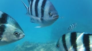 阿嘉島のシュノーケリングスポット