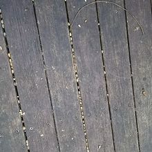 ヤシの実。隙間に入っているぐらい小さい。