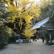 社と神木乳銀杏
