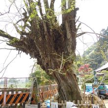 かつては斯様な姿でしたが今は復活