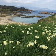 寒中に咲く水仙の岬。