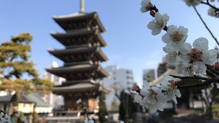 五重の塔が目印