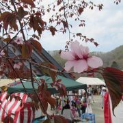 釧路町桜まつり