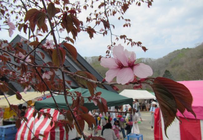 釧路町桜まつり