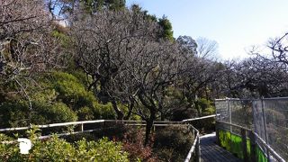 やはり3月ごろが見頃か