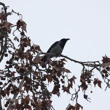 ハイイロガラス