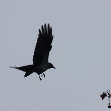 ハイイロガラスの飛翔