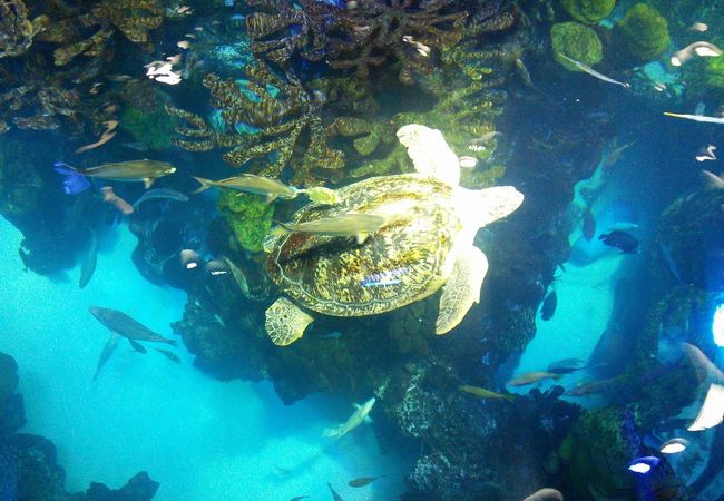 ニューイングランド水族館