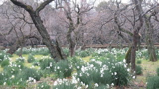 水仙が満開でした。