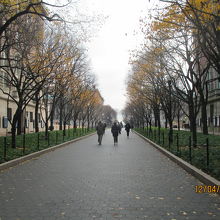 キャンパスを横切る並木道には、黄葉が舞っていました