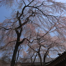 屋根を見下ろす大きな桜も見事です
